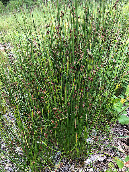 Juncus balticus, merivihvil